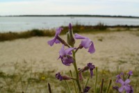 Fleurs de bord de mer