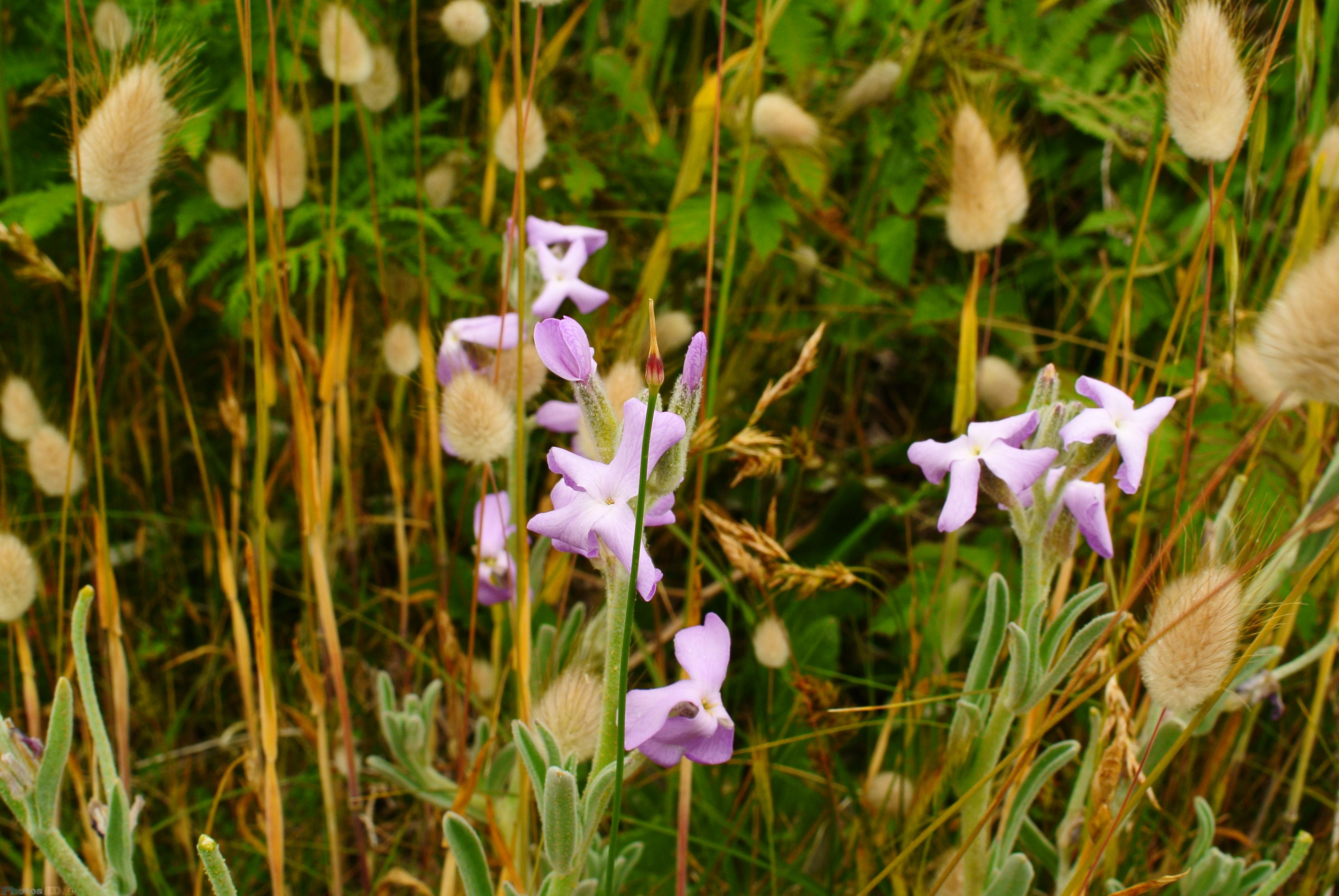 Fleurs de bord de mer