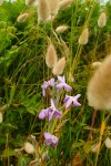 Fleurs de bord de mer