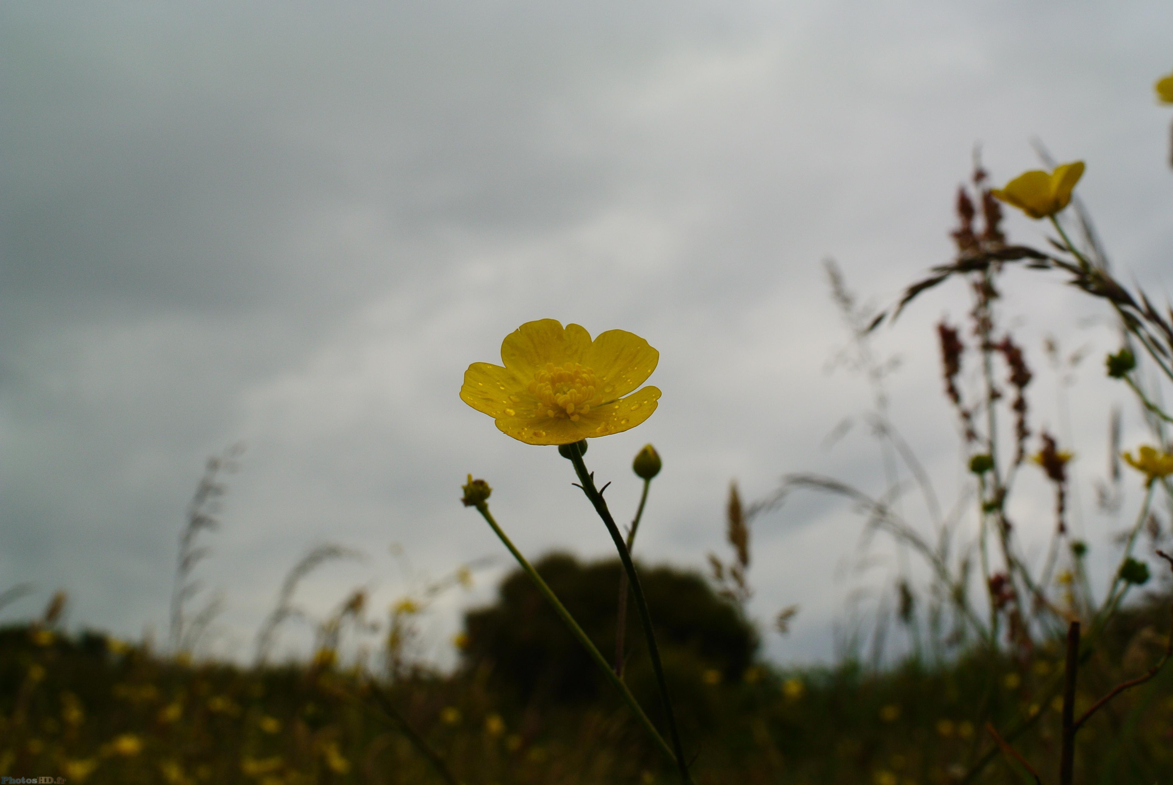 Bouton d'or