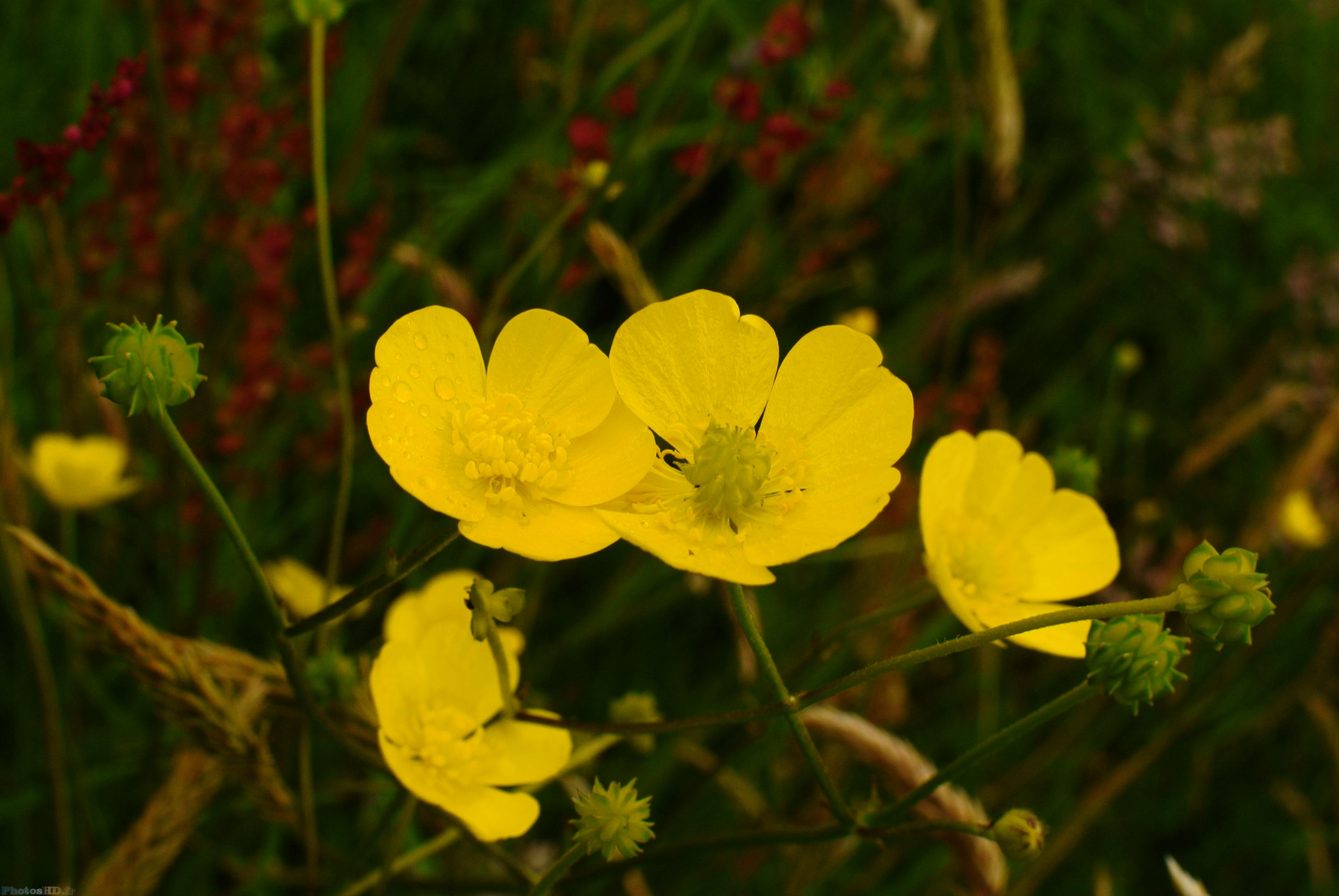 Bouton d'or