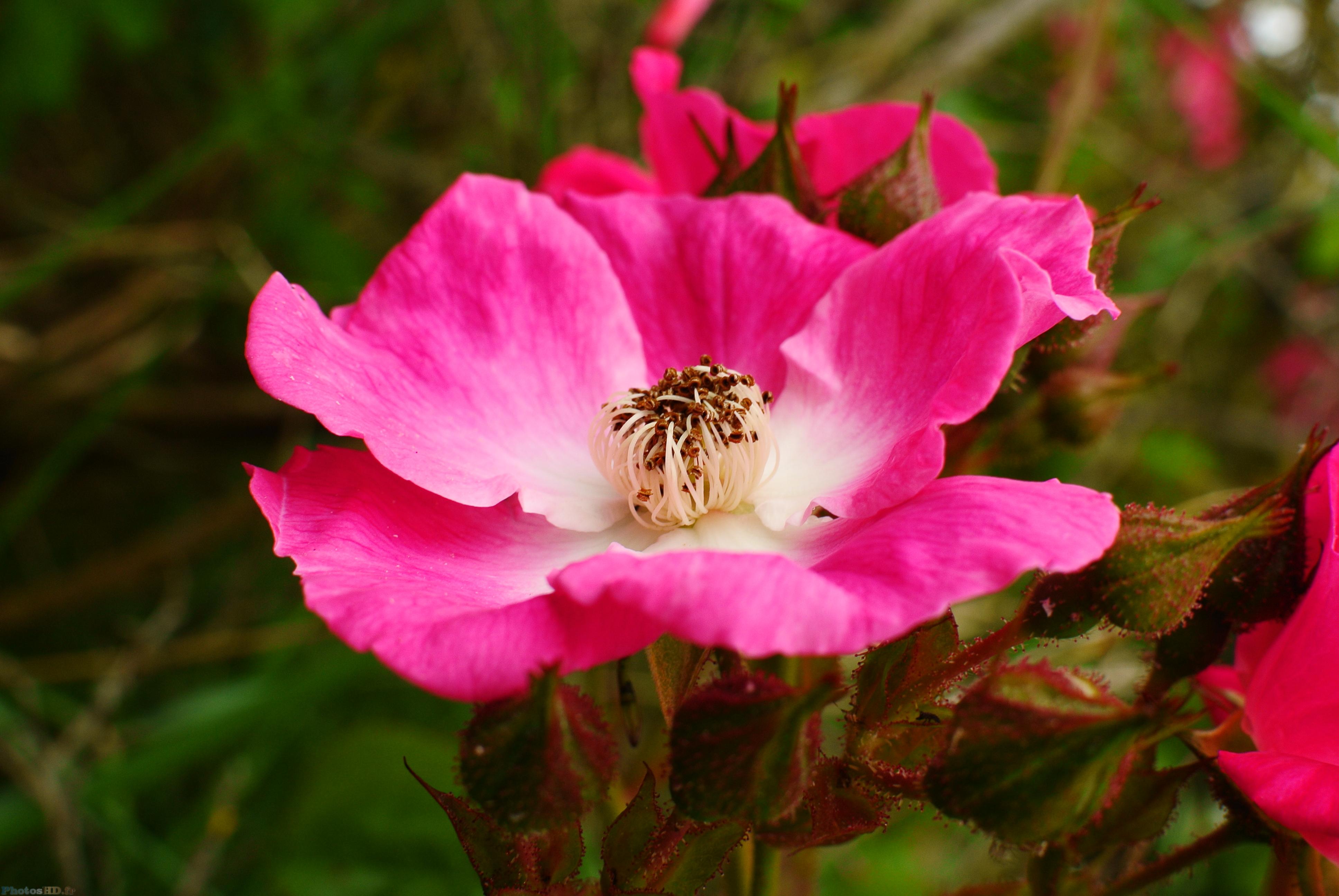Fleurs rose