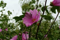 Fleurs roses