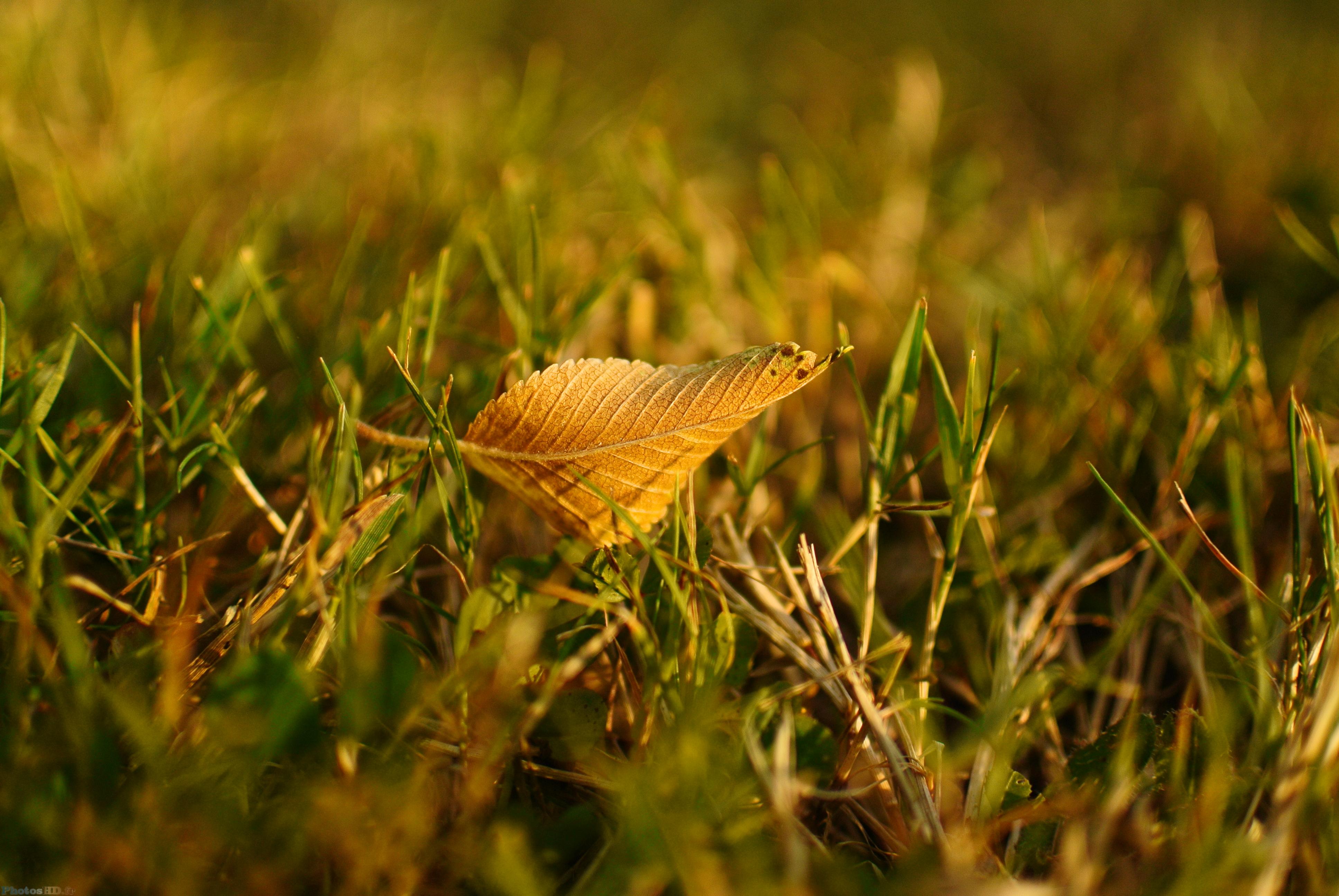 Feuille morte de près