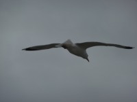 La Mouette de Portmouth