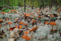 Forêt de champignons