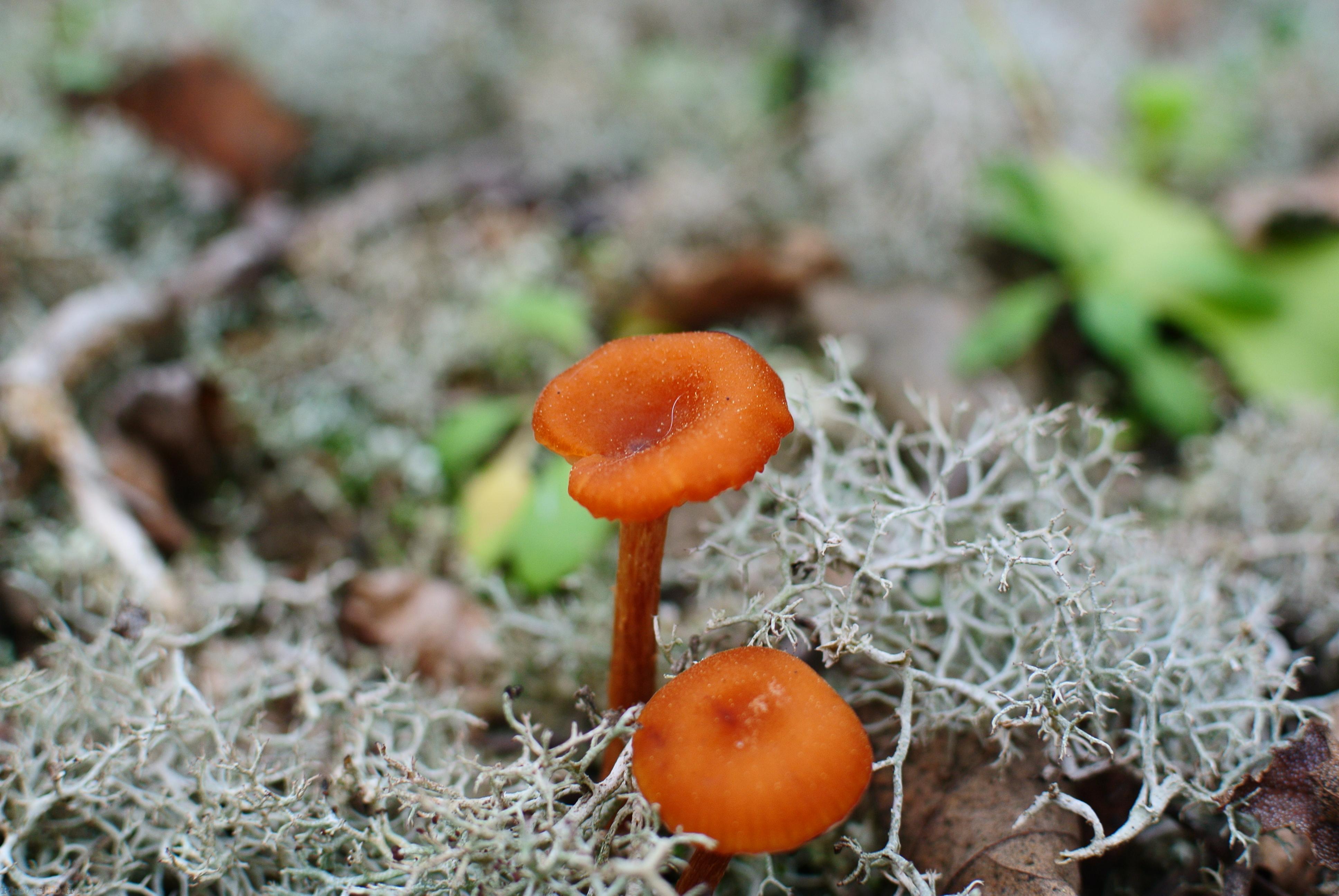 Champignions oranges