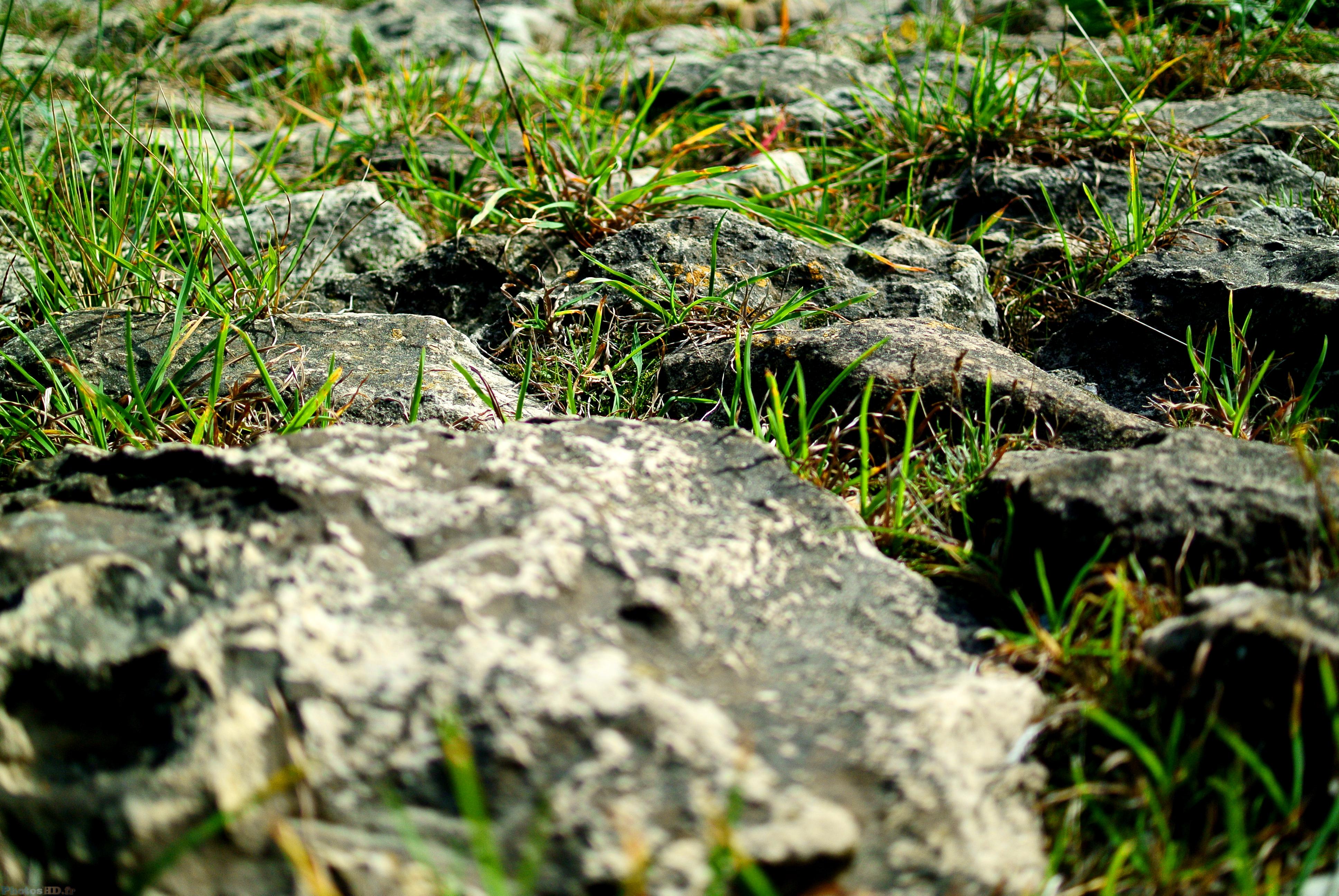 Herbe et rochers