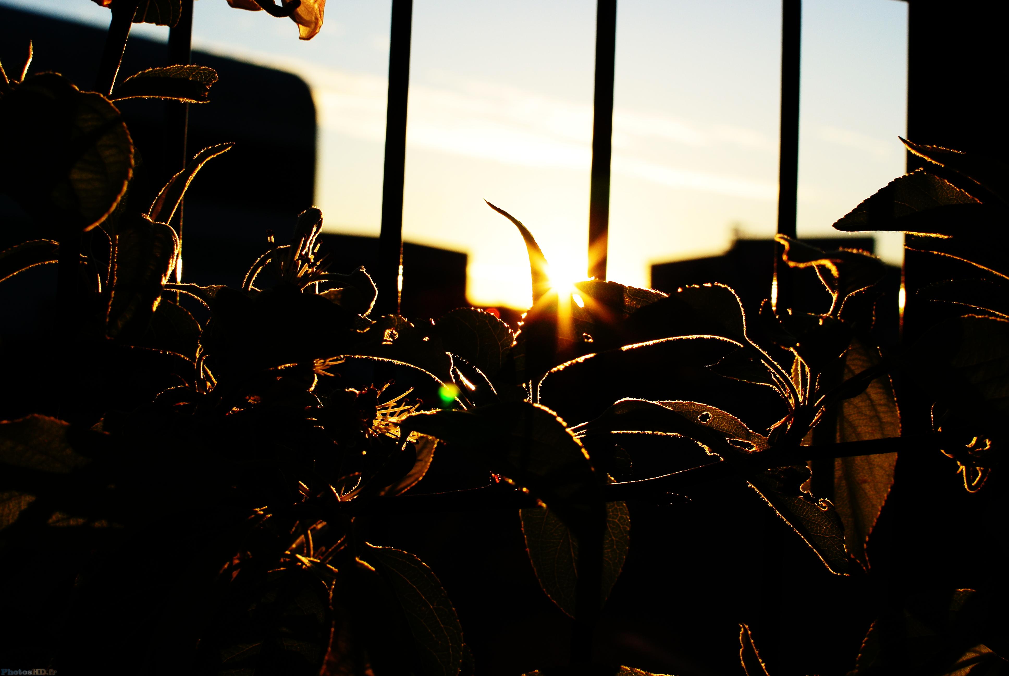 Couché de soleil sur des plantes