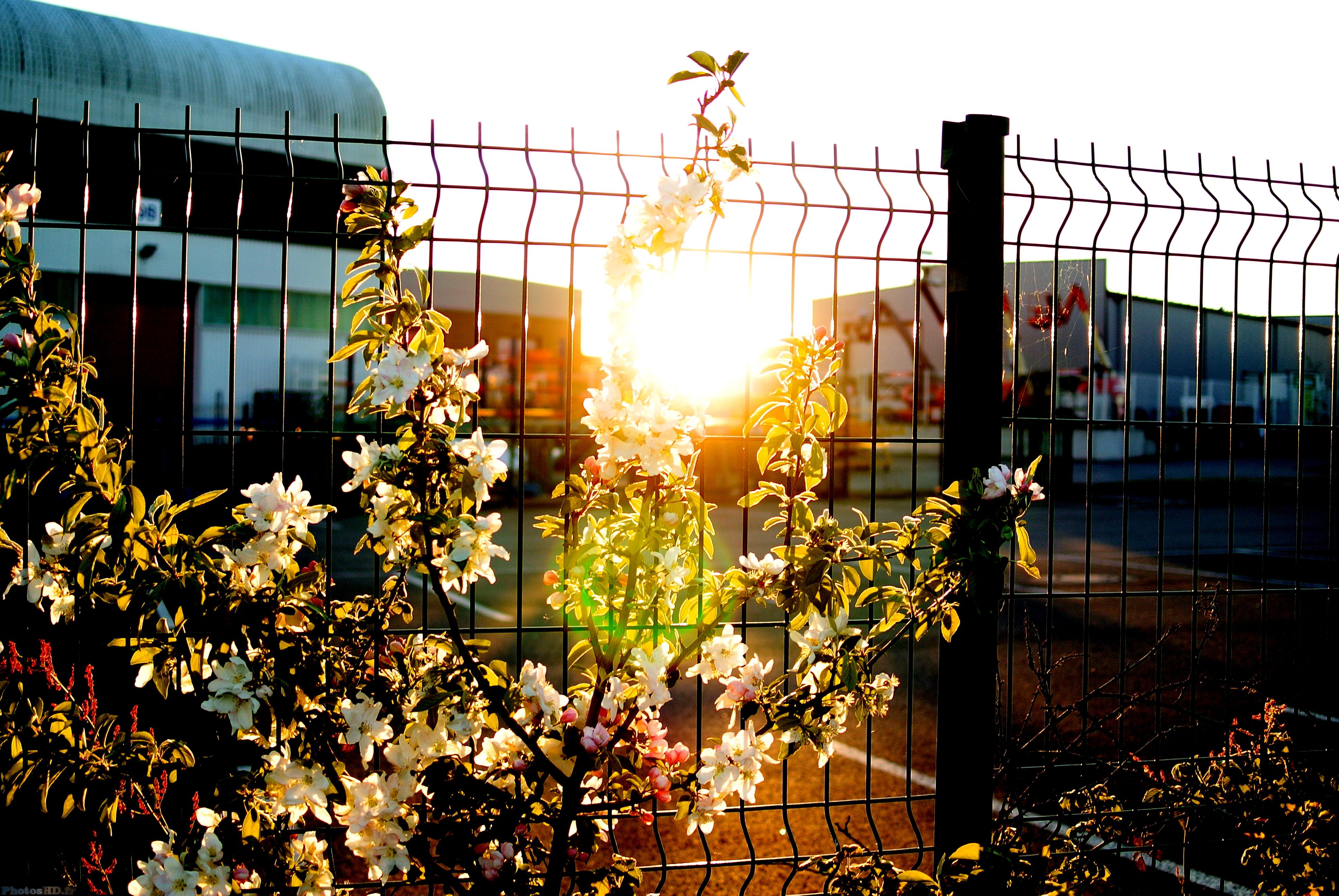 Couché de soleil sur des plantes