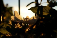 Couché de soleil sur des plantes