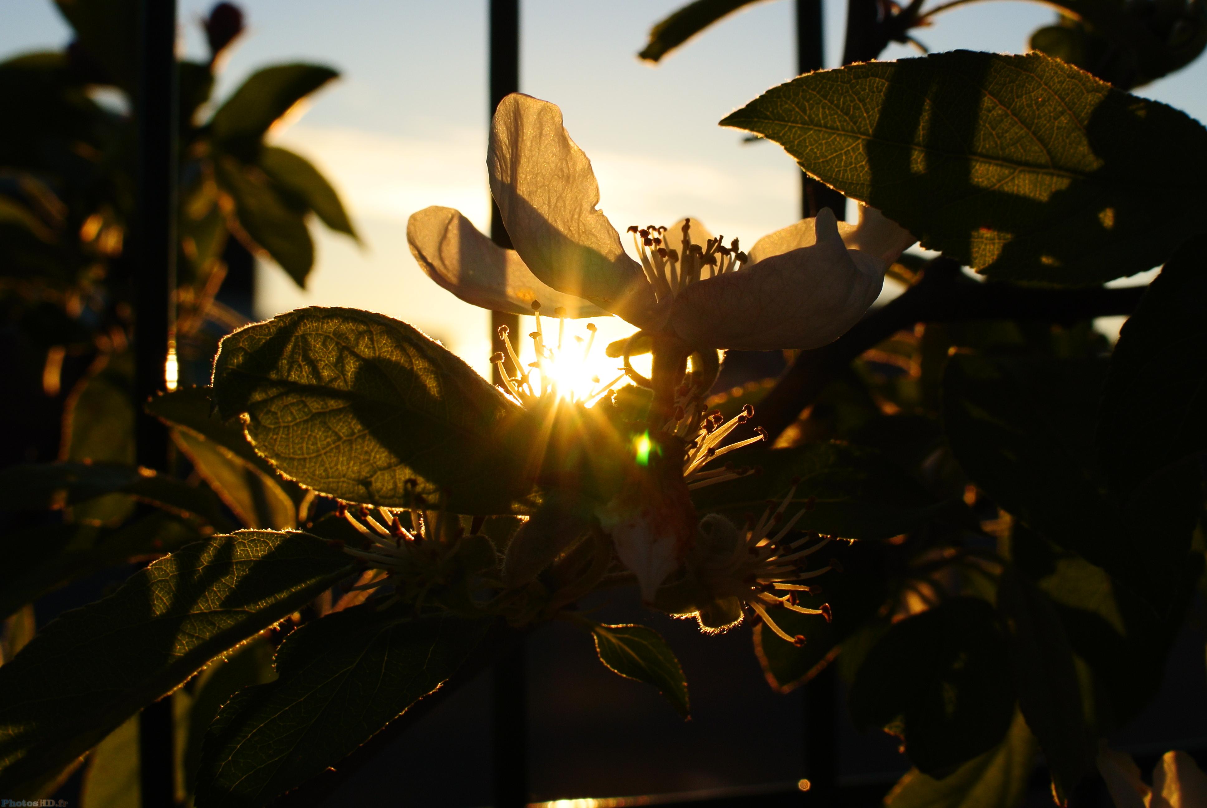 Couché de soleil sur des plantes