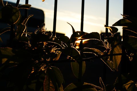Couché de soleil sur des plantes