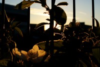 Couché de soleil sur des plantes