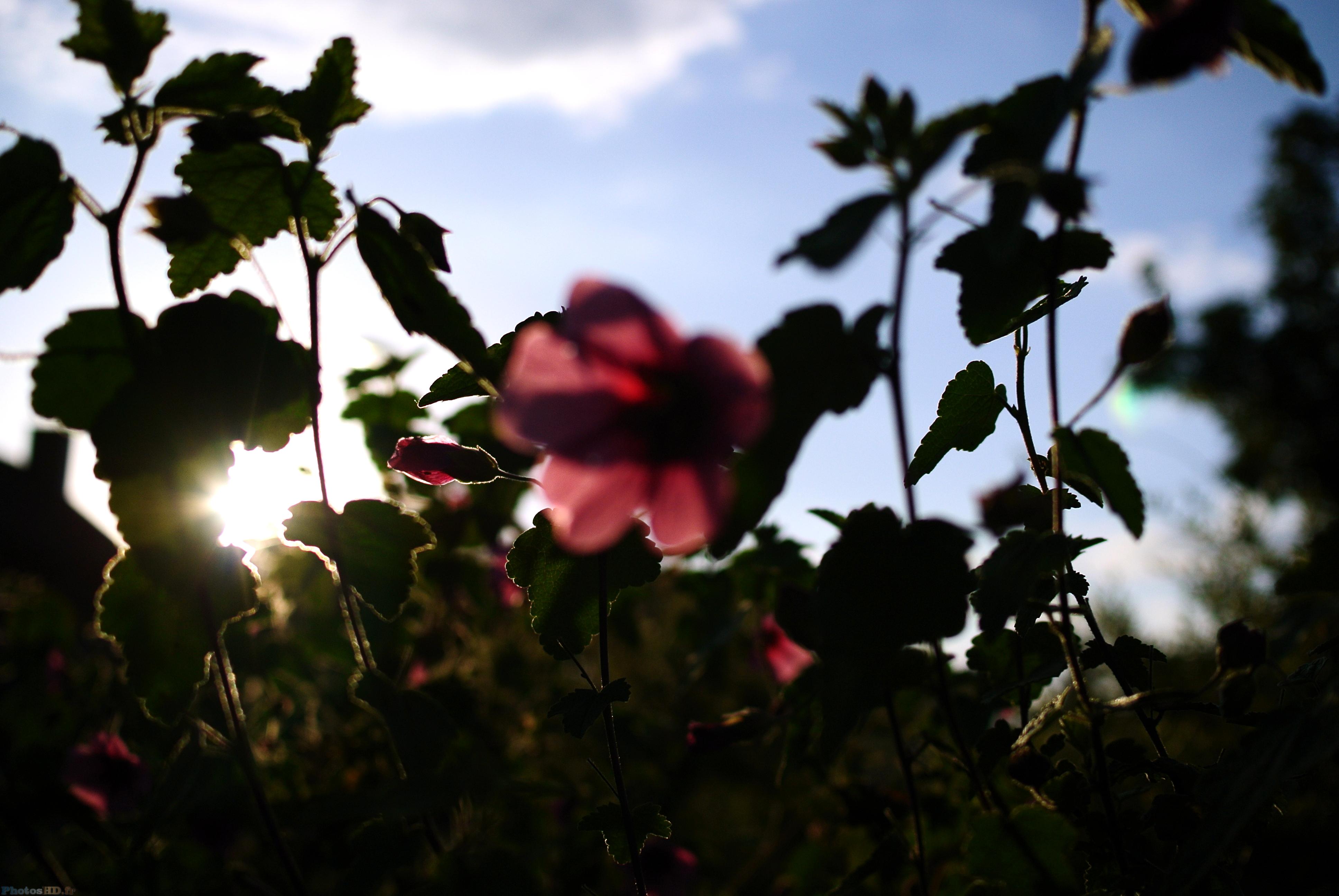 Couché de soleil sur des plantes