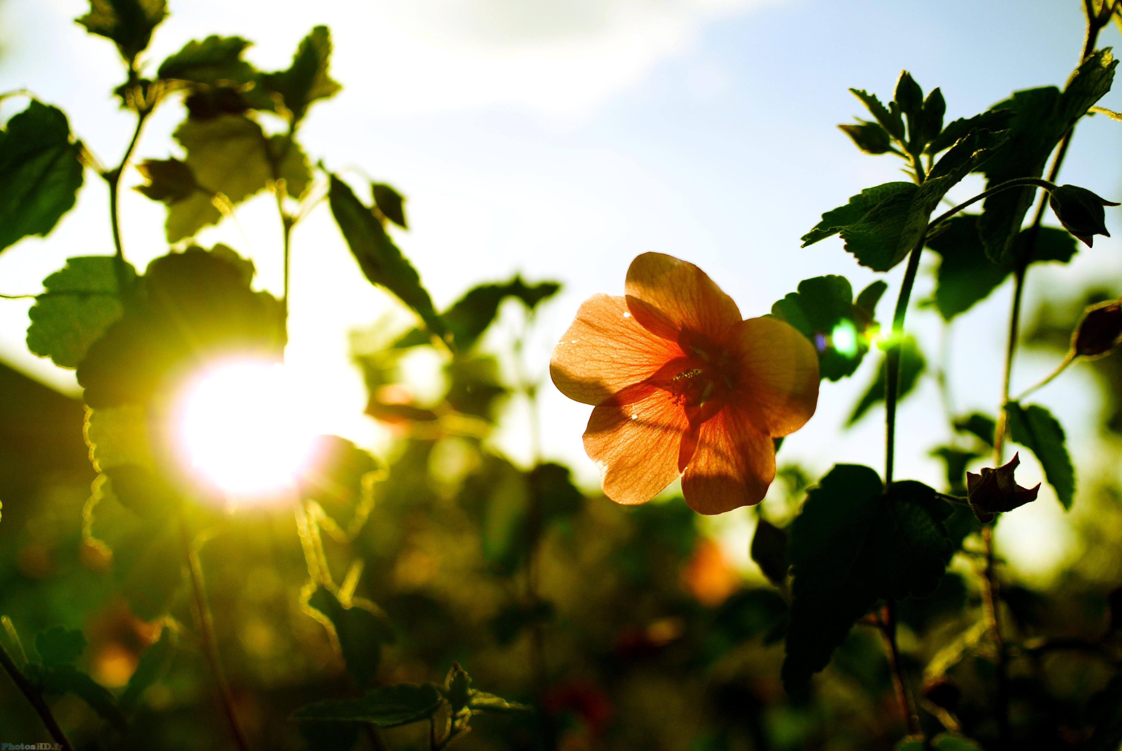 Couché de soleil sur des plantes