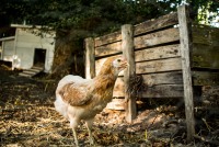 Poule de l'Alac