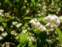 Une abeille qui butine