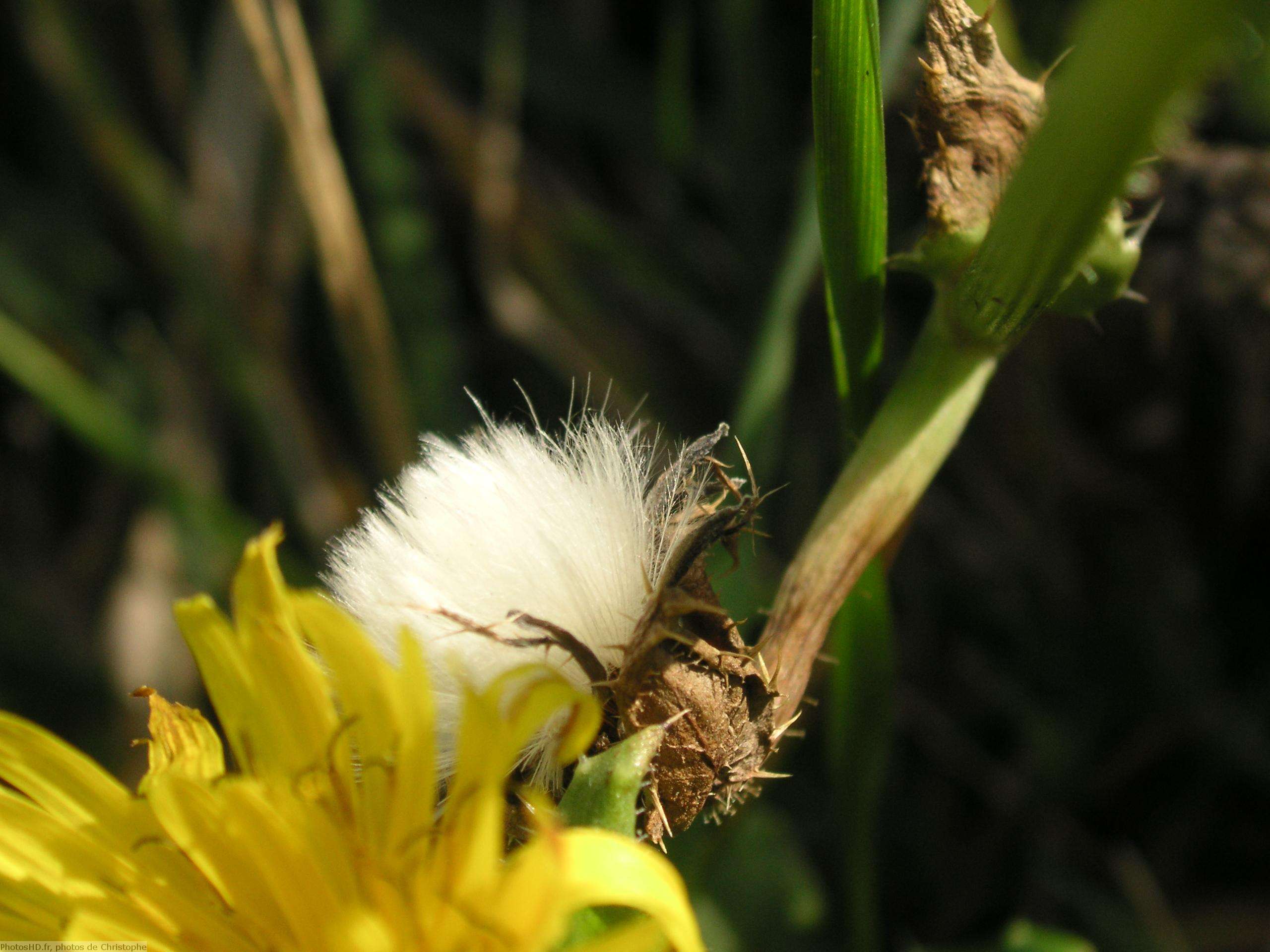 Fleur