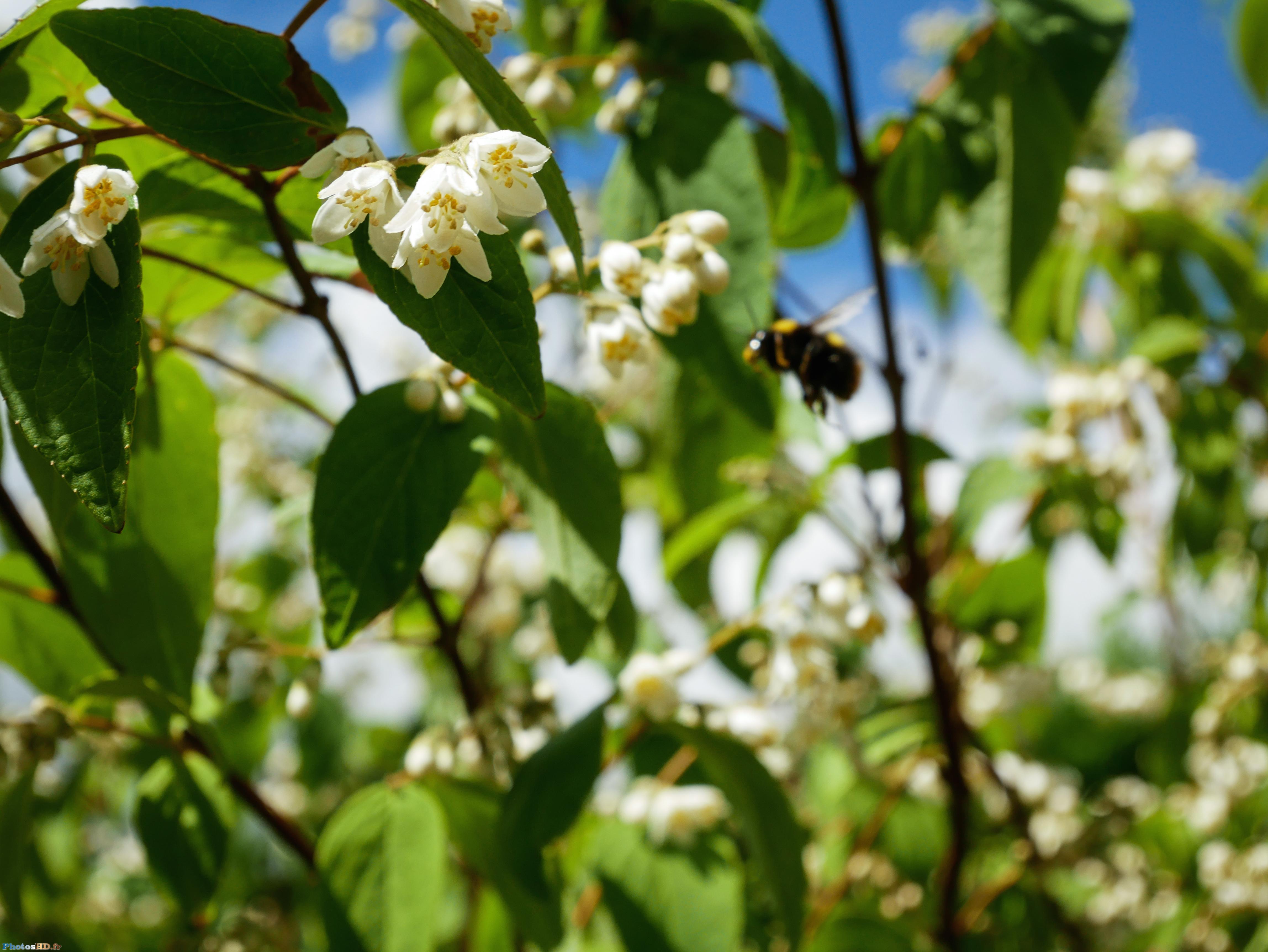 Abeille en vol