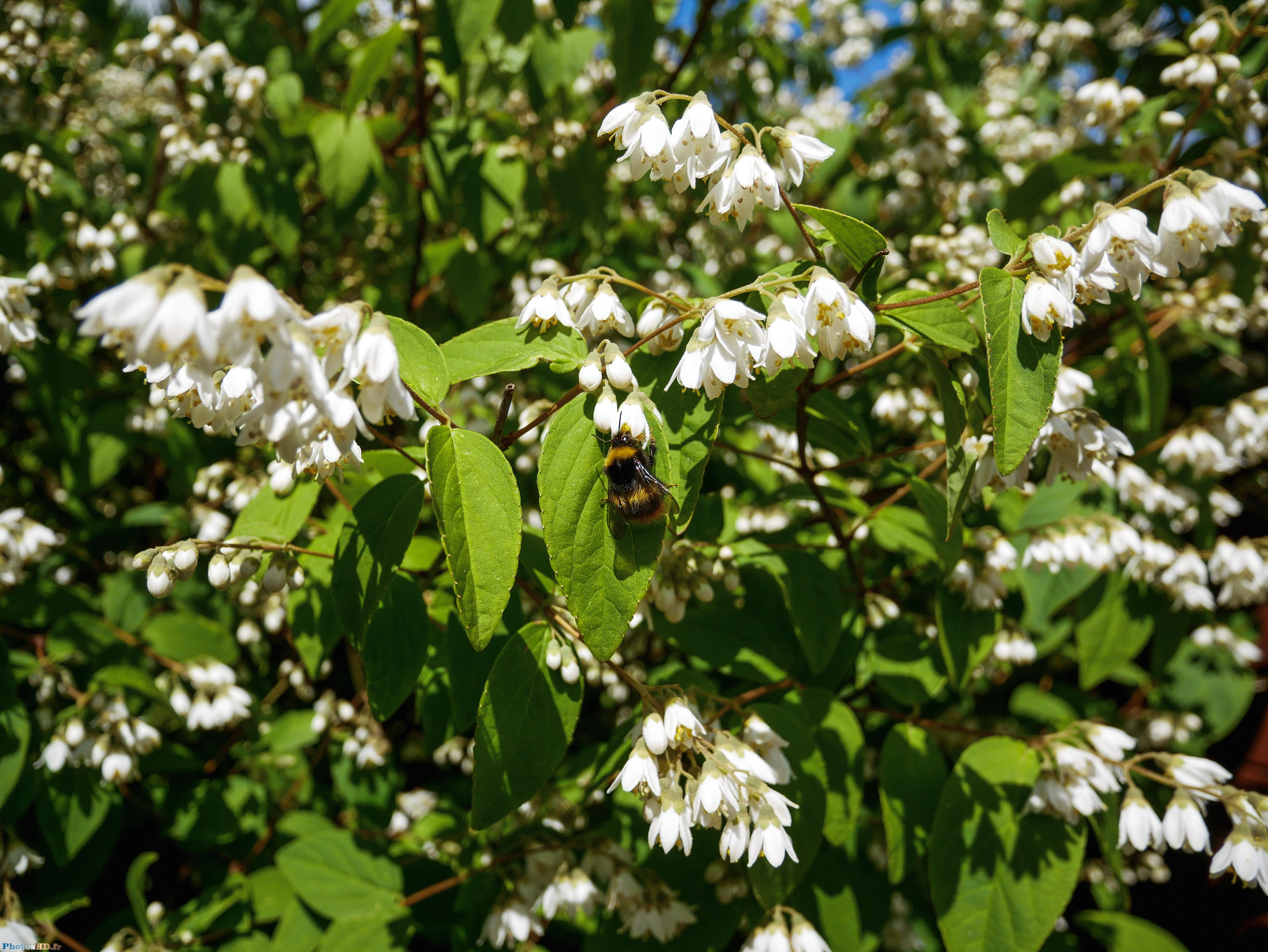 L'abeille qui butine