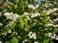 L'abeille qui butine