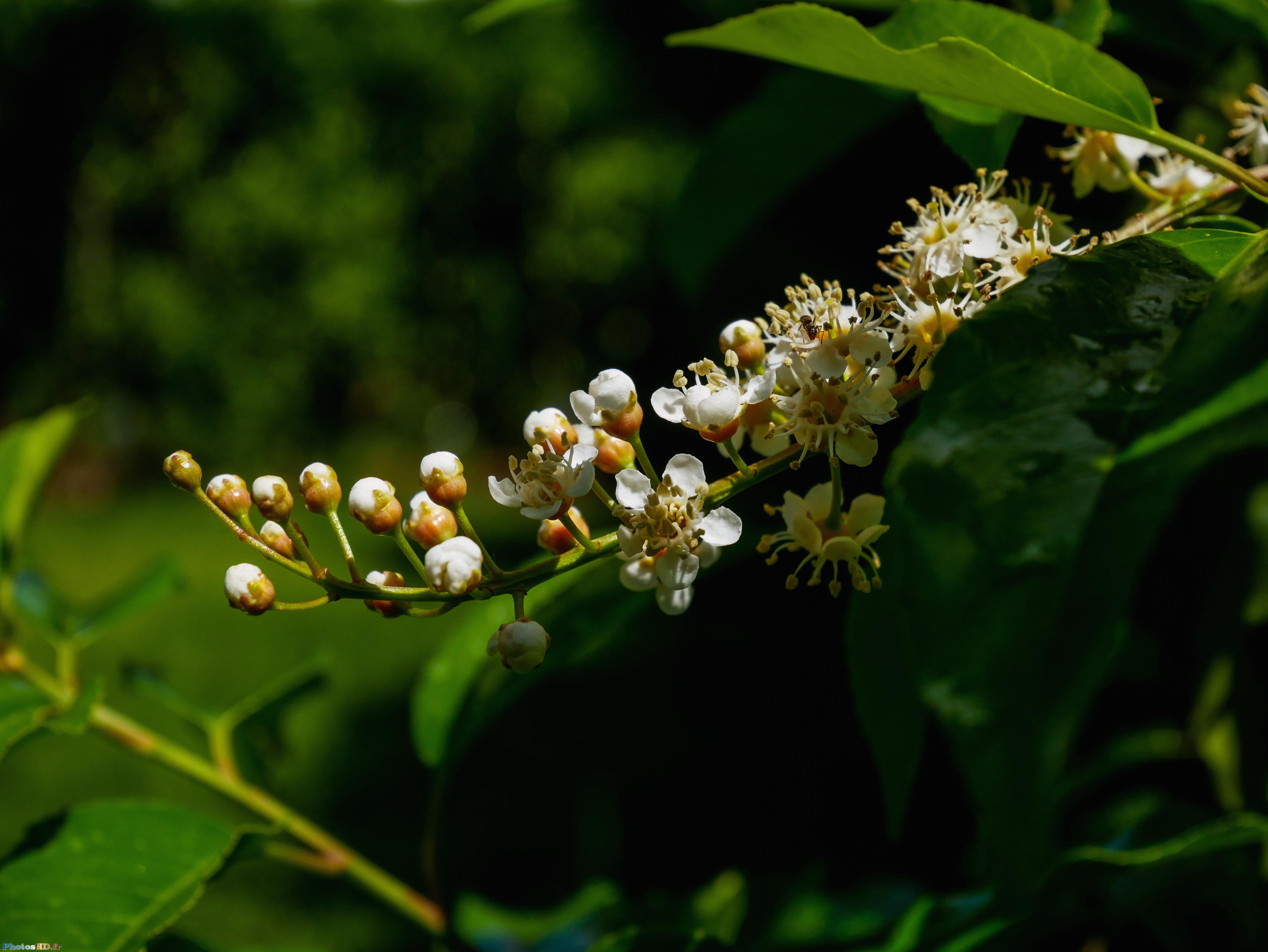 Fleurs Itéa