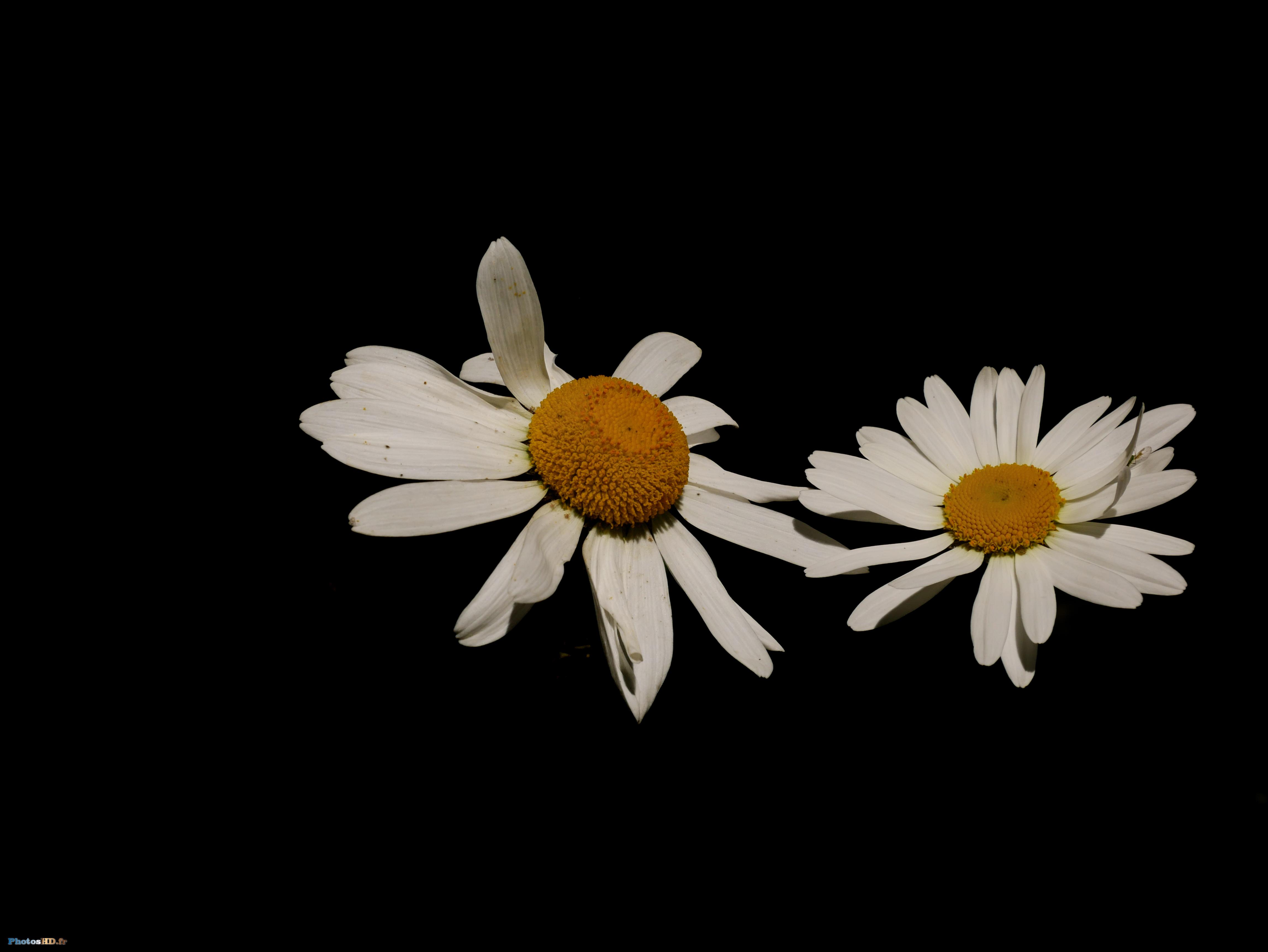 Marguerites