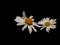 Marguerites