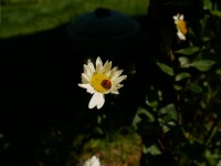 Coccinelle dans une marguerite