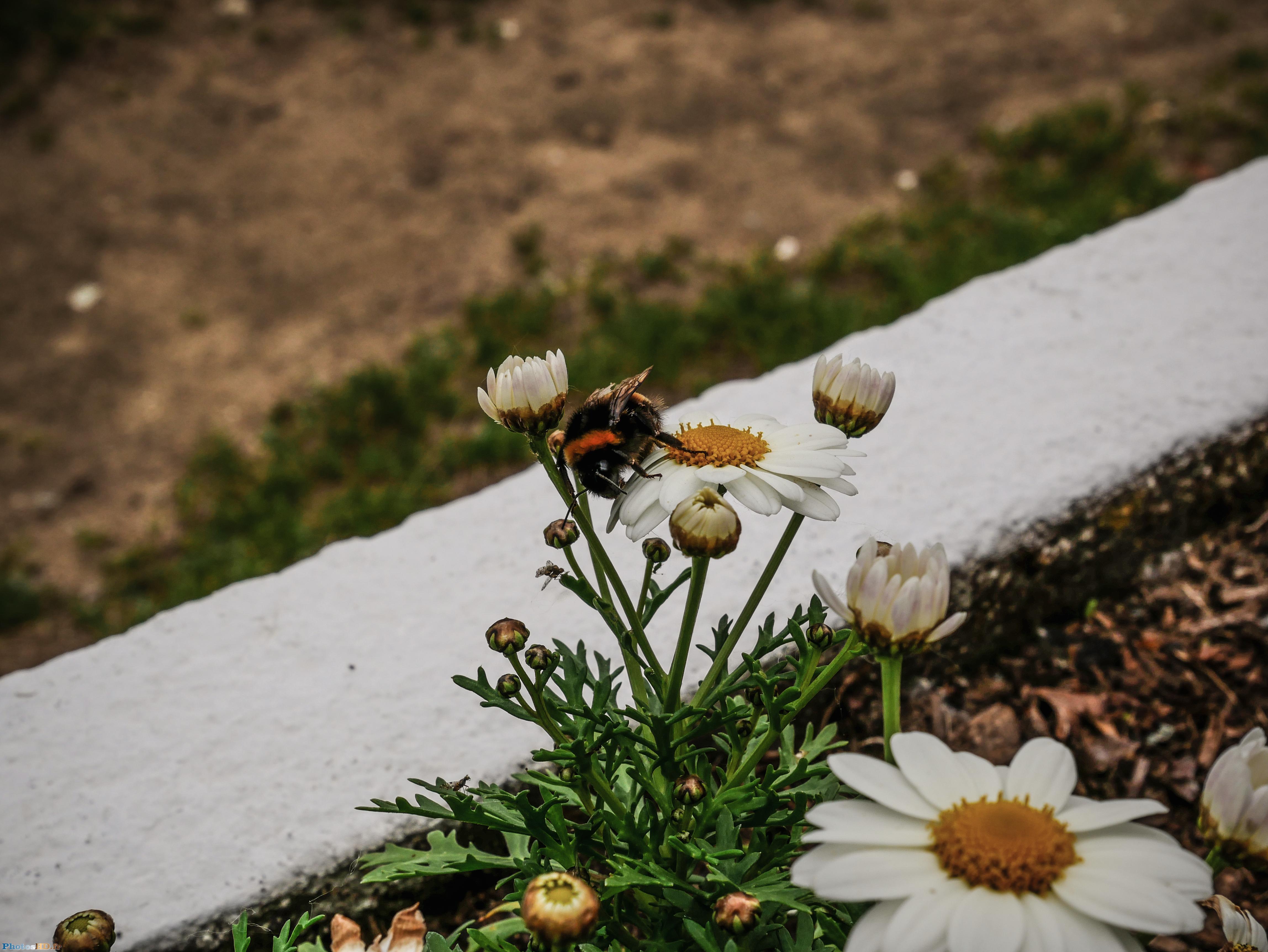 Une abeille qui butine