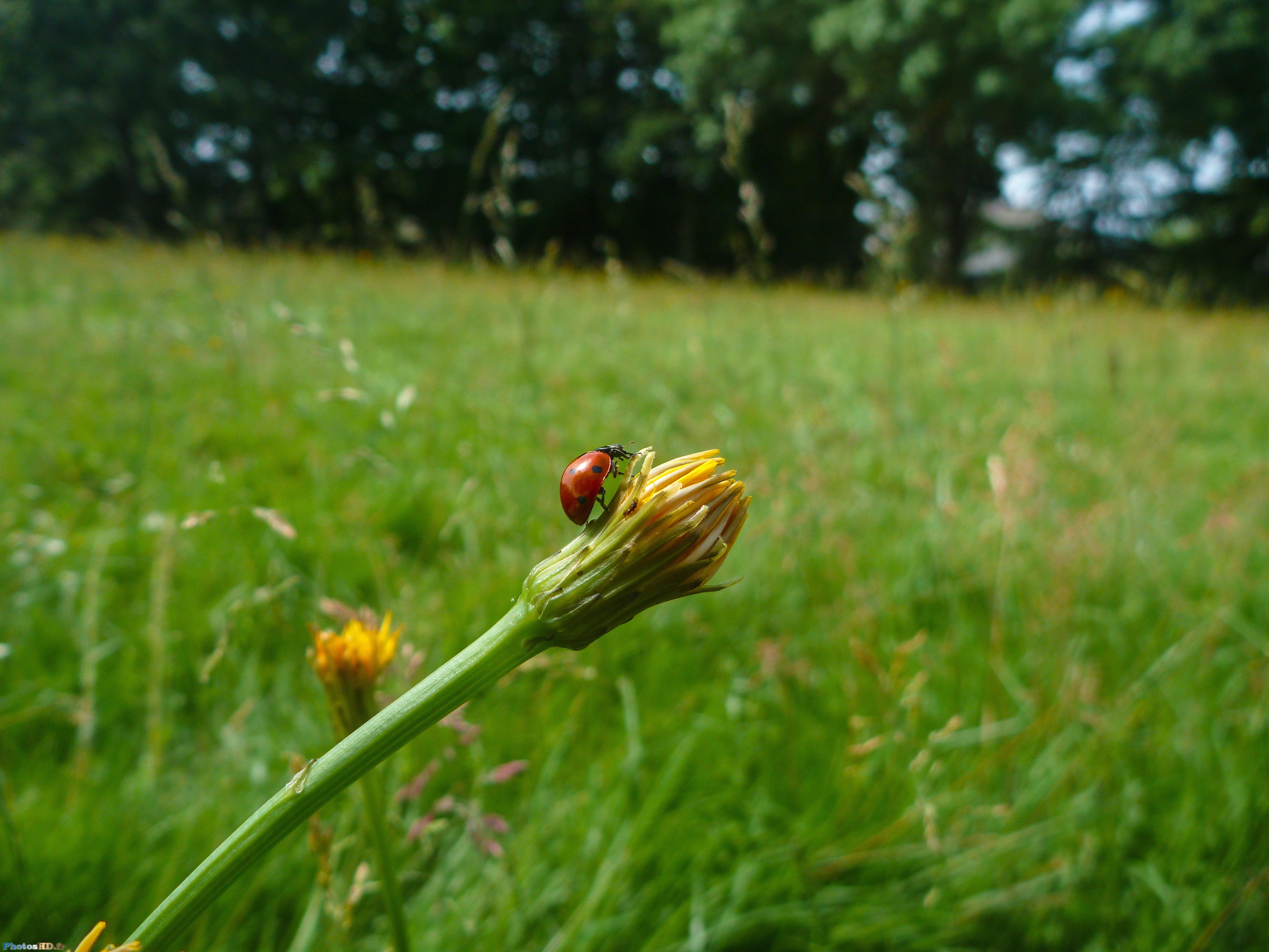 Coccinelle qui grimpe