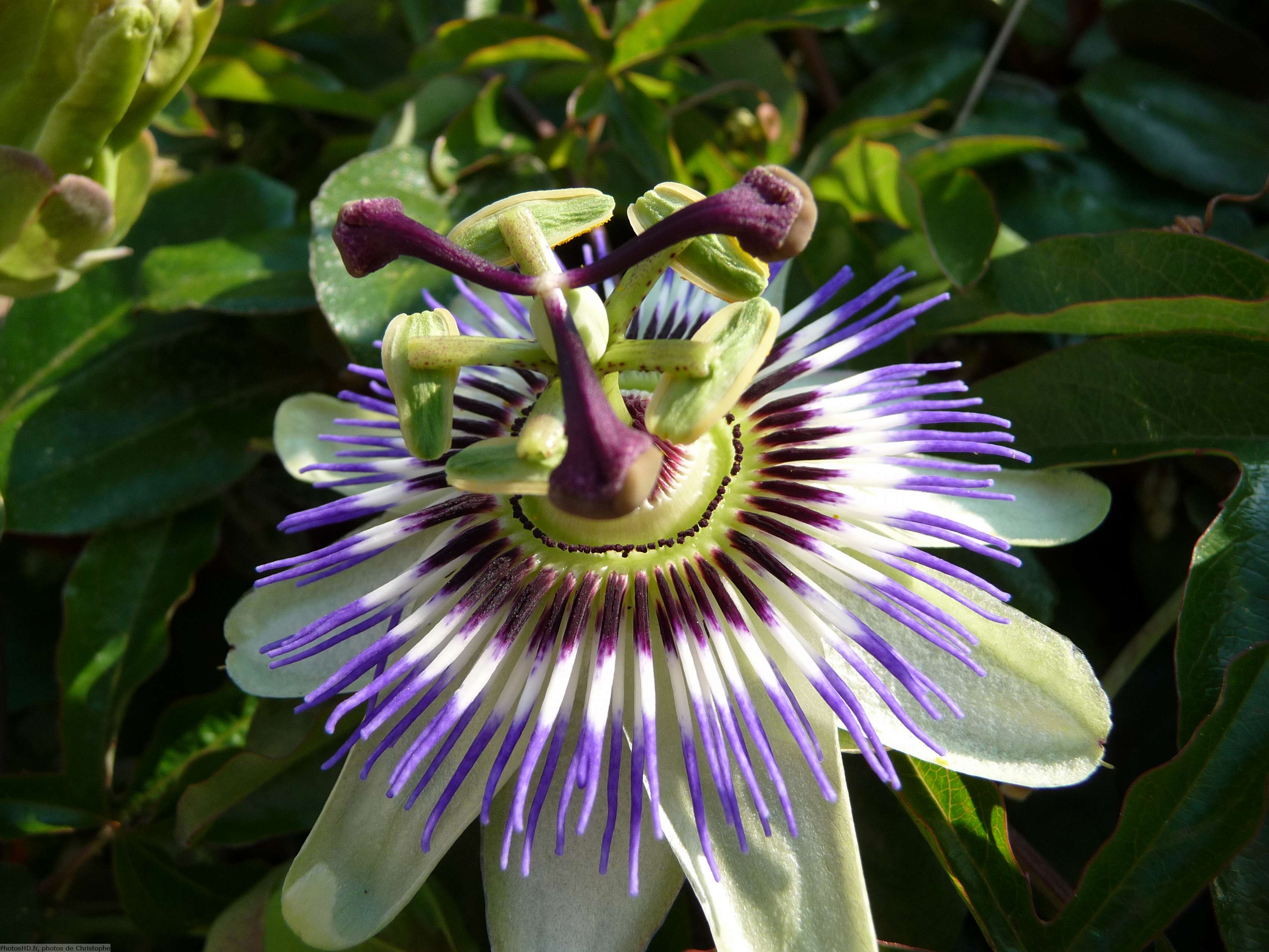 Passiflora caerulea