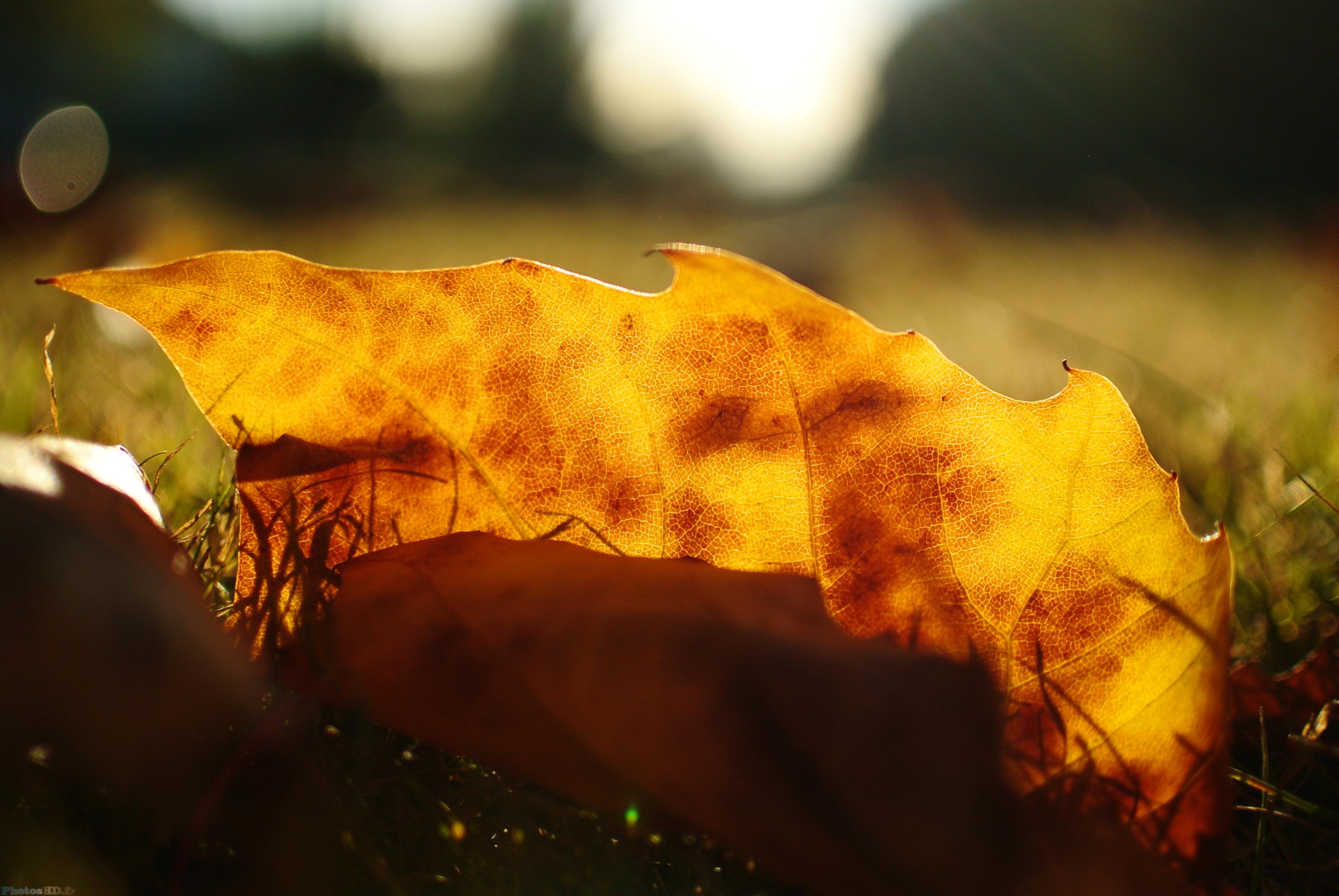 Feuille morte au soleil