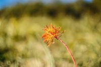 Plante de près