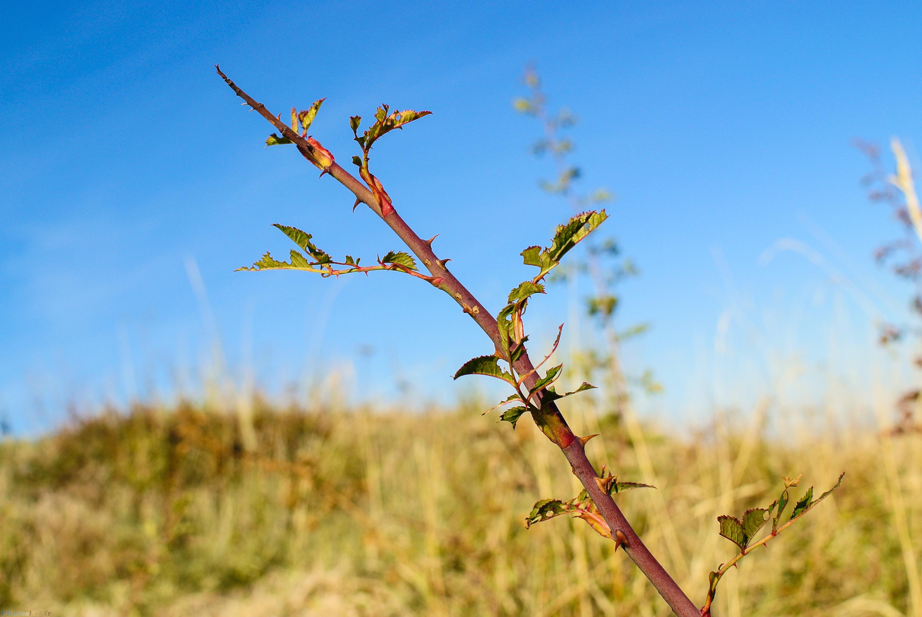 Plante épineuse