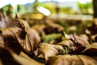 Feuilles mortes