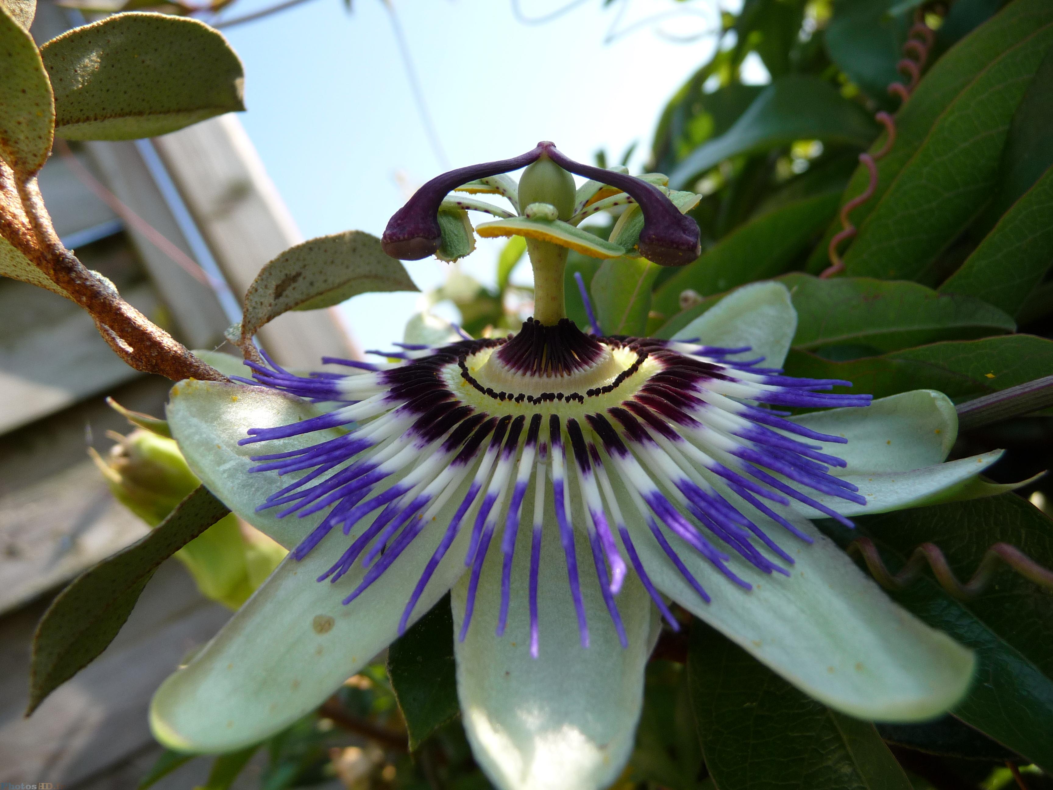 Passiflora caerulea