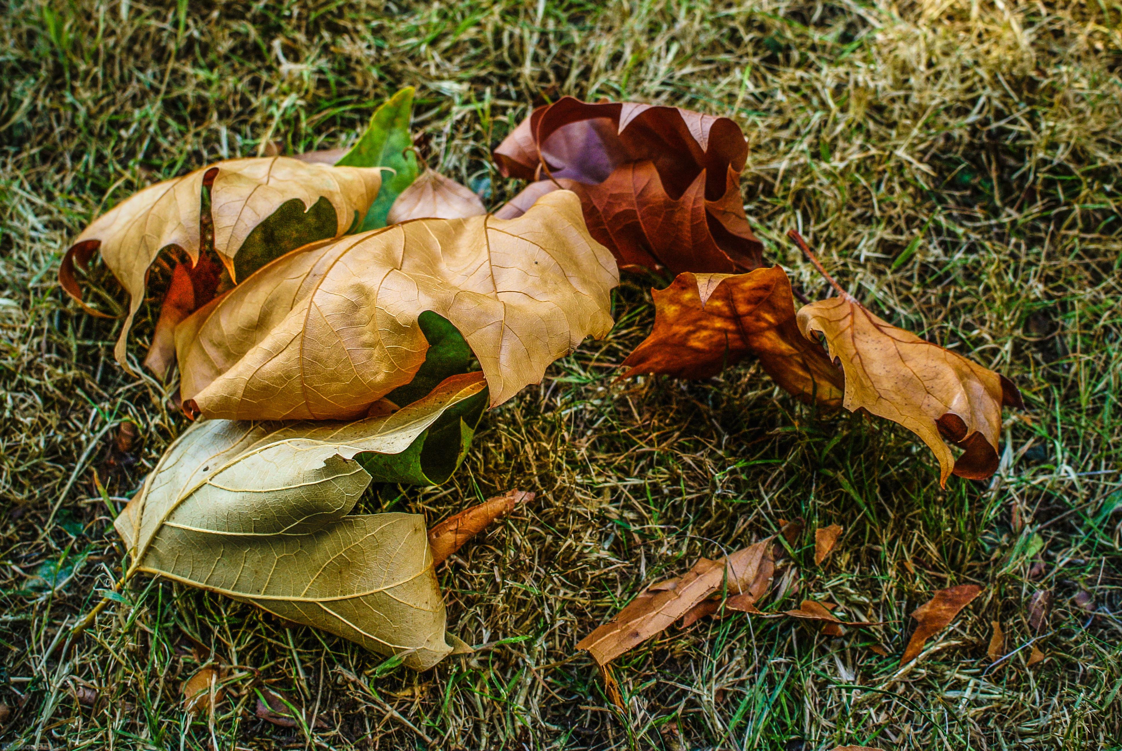 Feuilles mortes