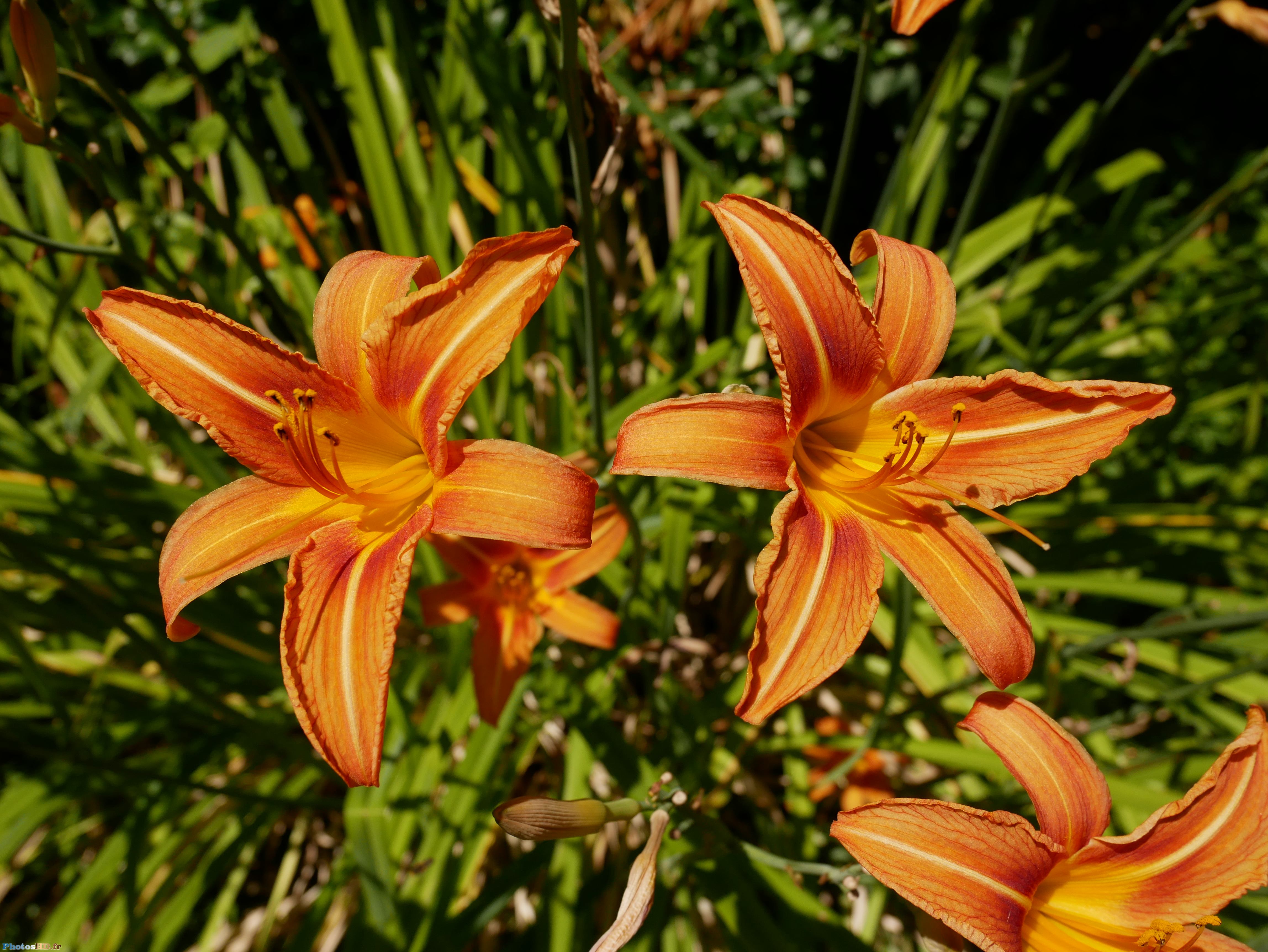 Liliac&eacute;es H&eacute;m&eacute;rocalle orange