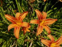 Liliacées Hémérocalle orange