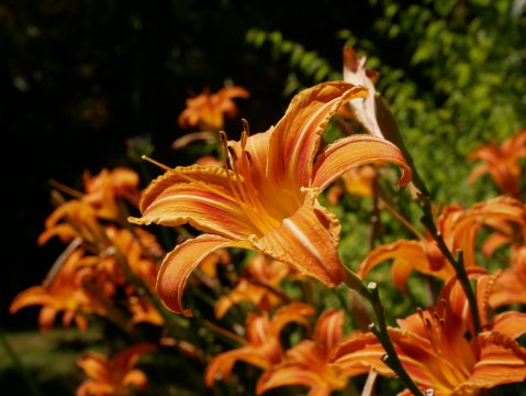 Liliacées Hémérocalle orange