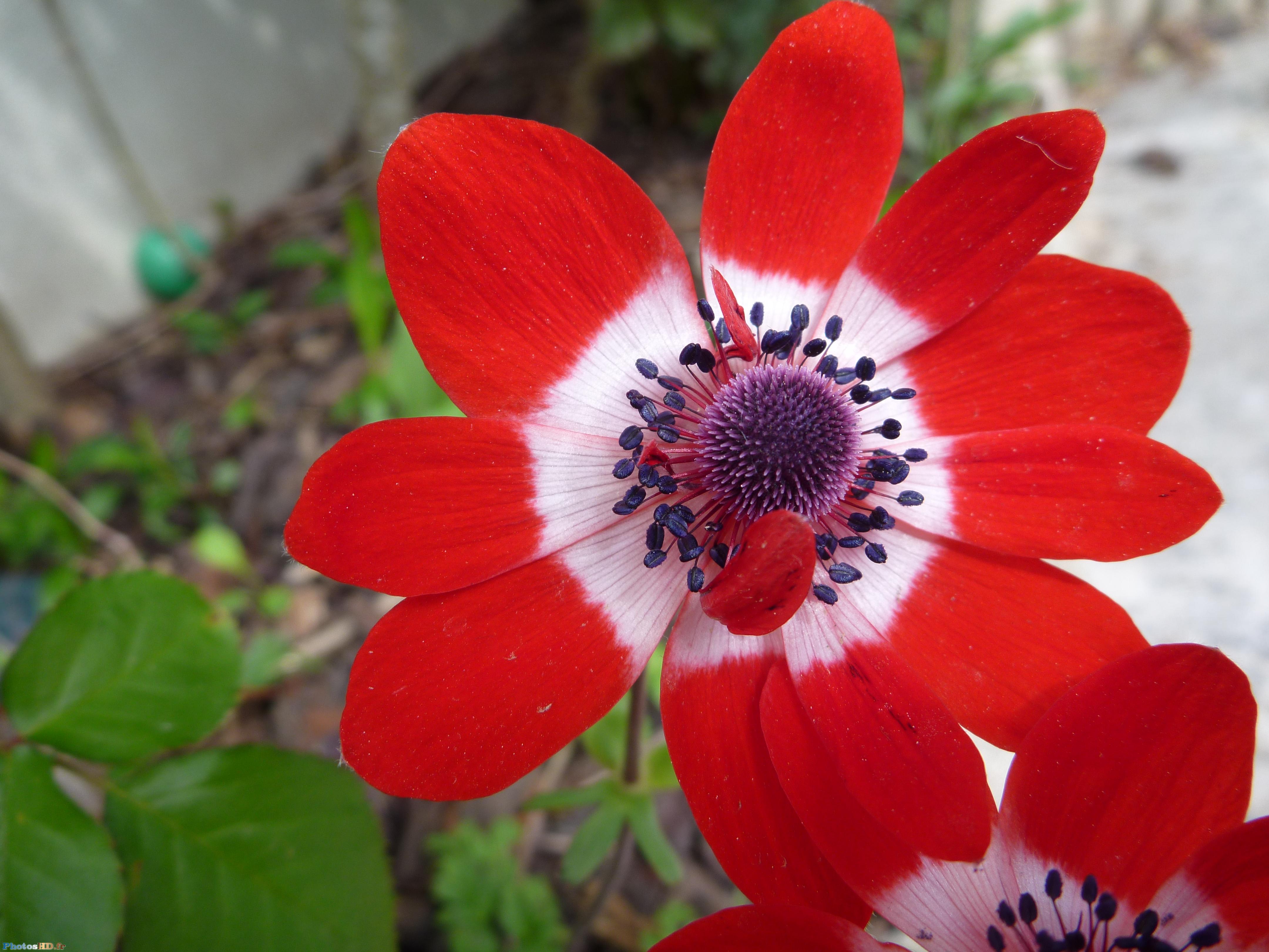 Anémone rouge