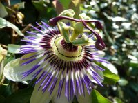 Passiflora caerulea