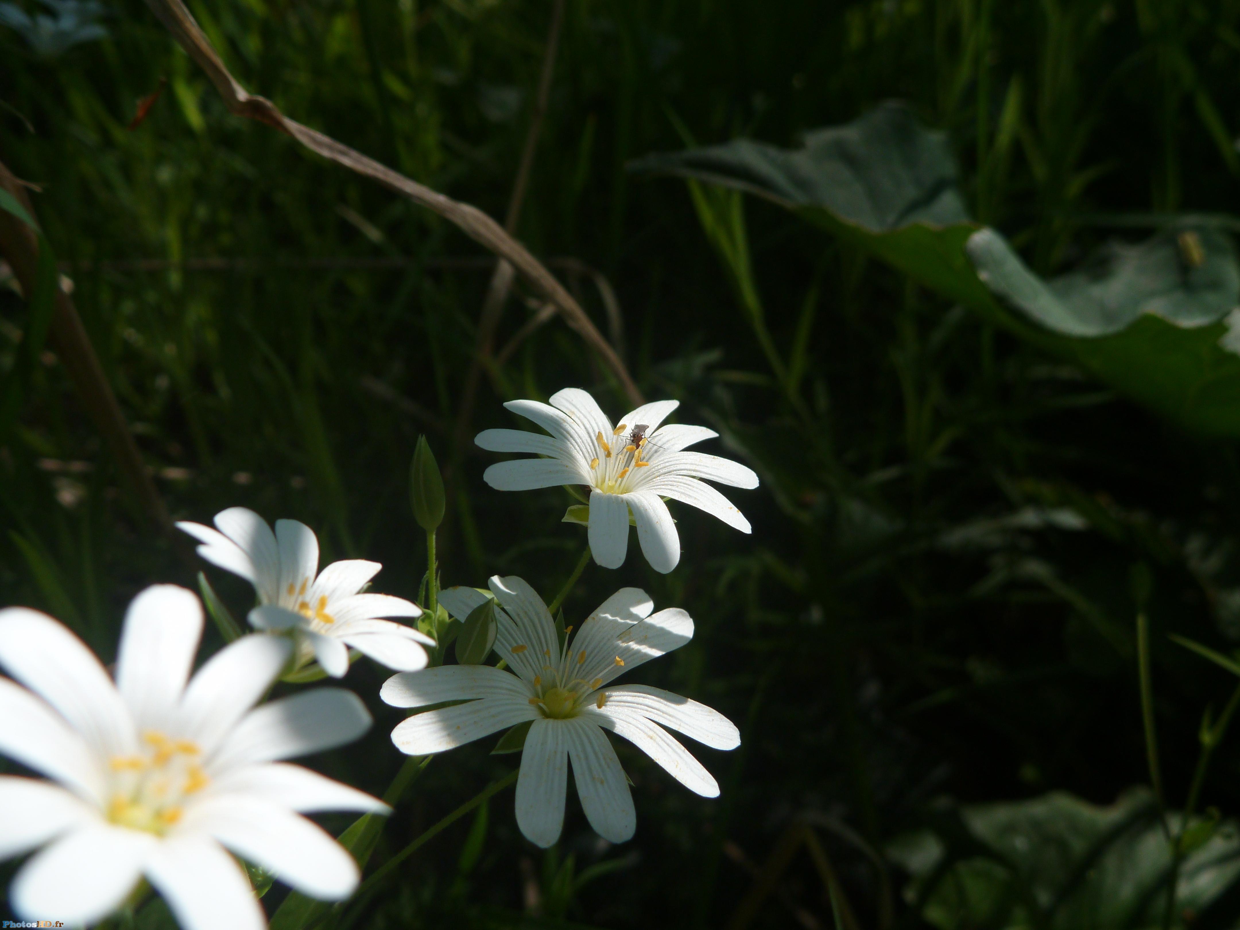 Fleurs Céraiste blanches