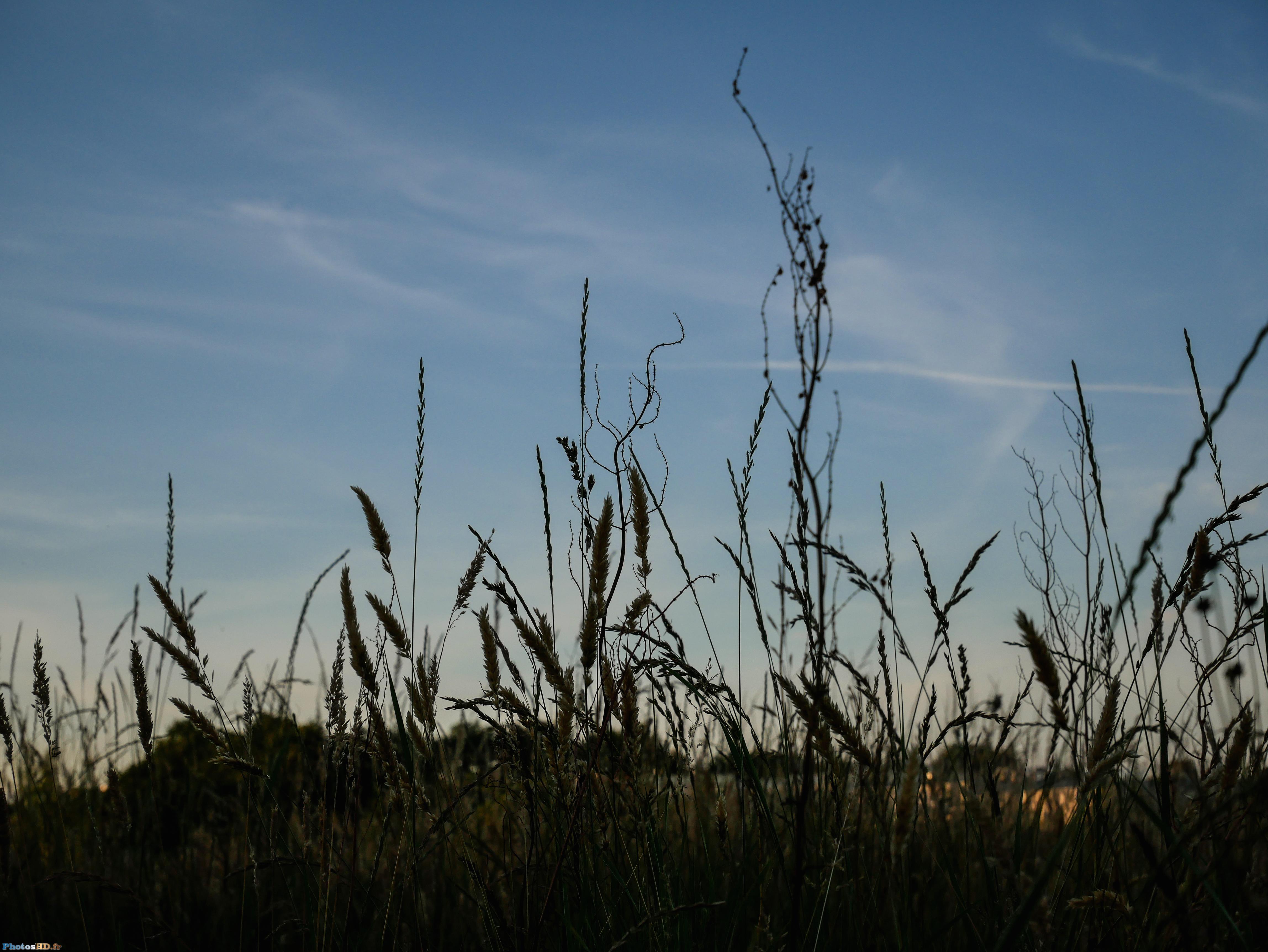 Ciel et plantes