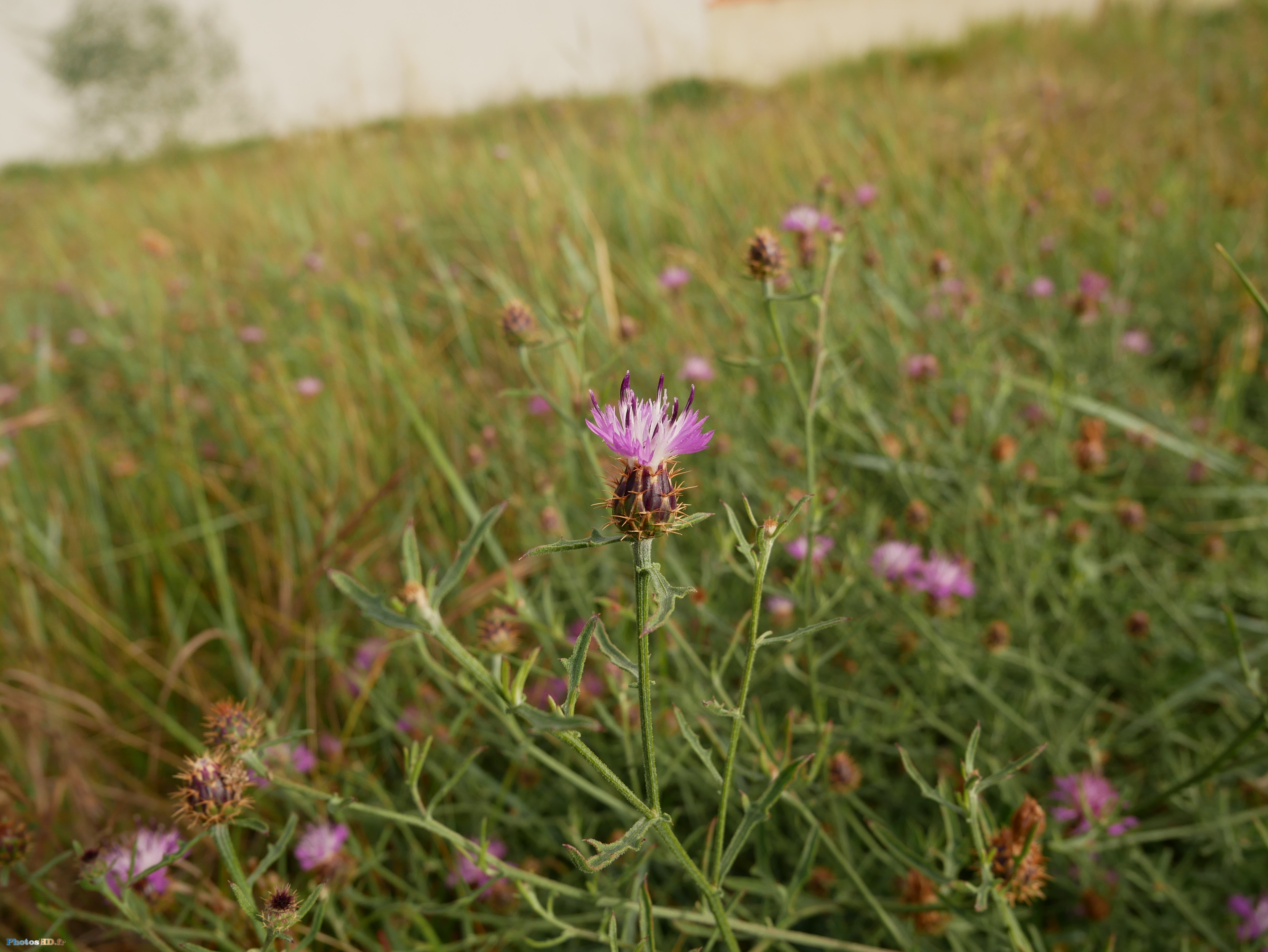 Petit chardon rose