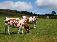 Vaches d'Auvergne