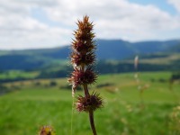 Plante de montagnes