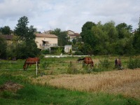 Les Chevaux de Curzay-sur-Vonne